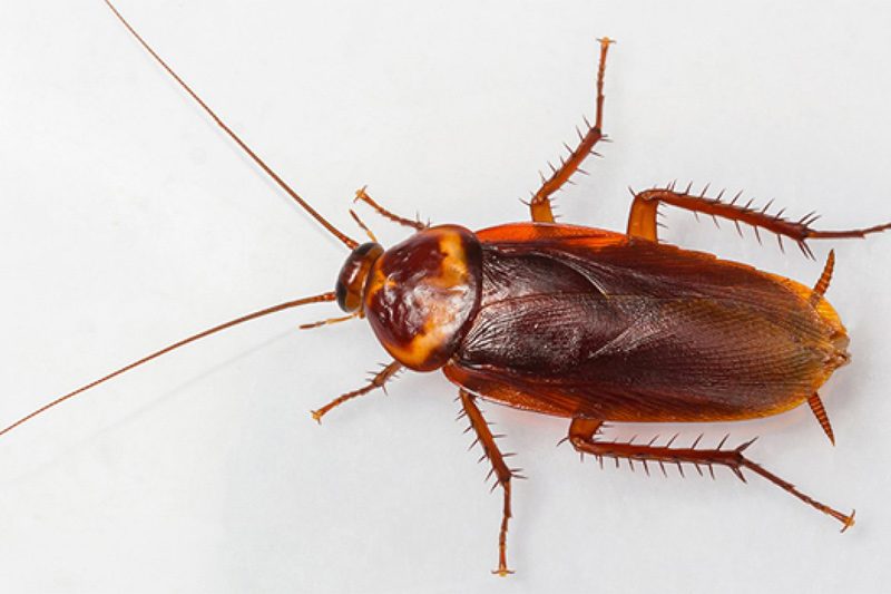 Hamam Böceği İlaçlama görseli