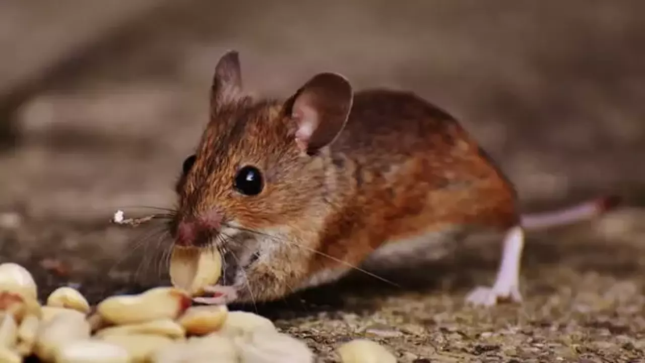 Fare İlaçlama görseli