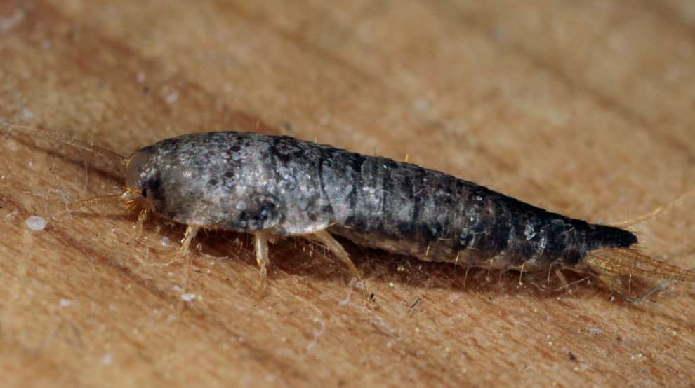 Gümüşçün Böceği İlaçlama görseli