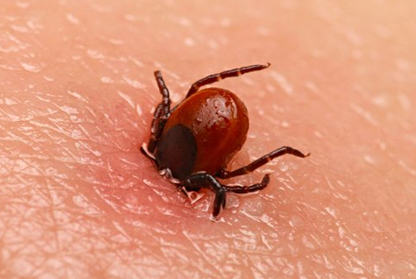 Kene İlaçlama görseli