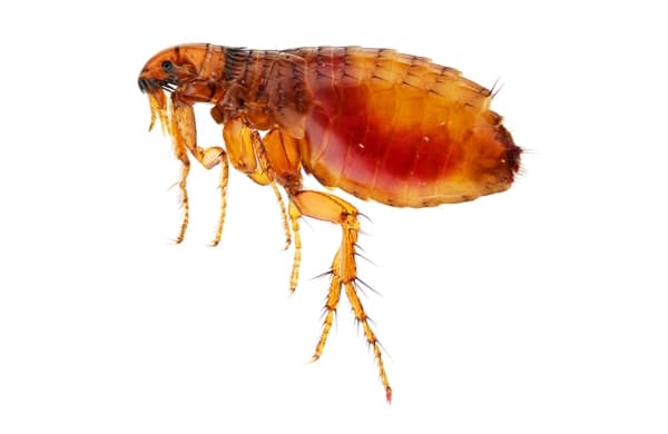 Pire İlaçlama görseli